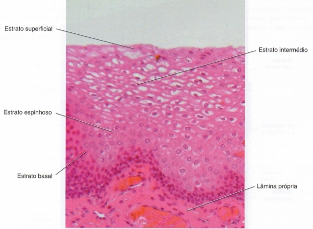 Estrutura Da Mucosa Oral Nathália Schitini